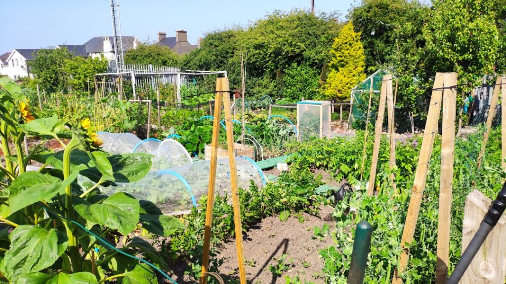 a-garden-filled-with-lots-of-green-plants-l9aguvqcnm8