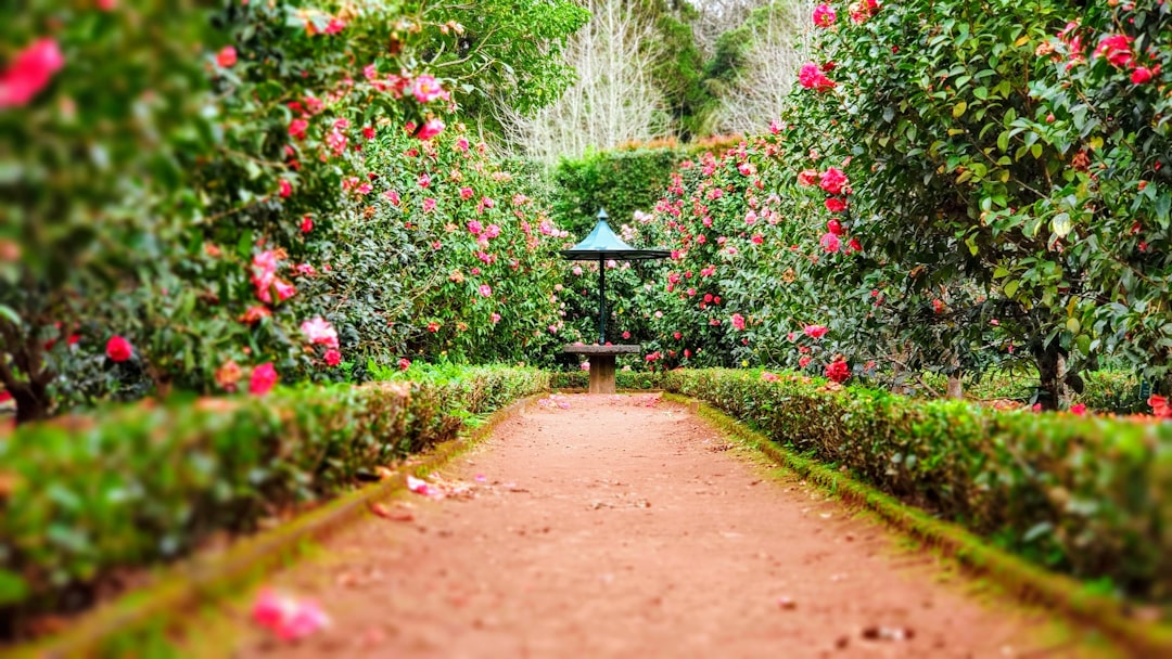A table in the middle of the Garden. Rose flowers and pink flowers spread through the garden.